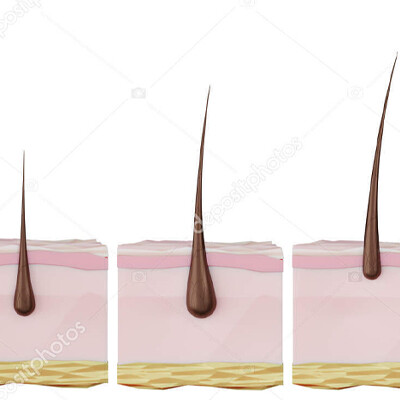 tissue engineering (hair follicle cloning) 1200x400