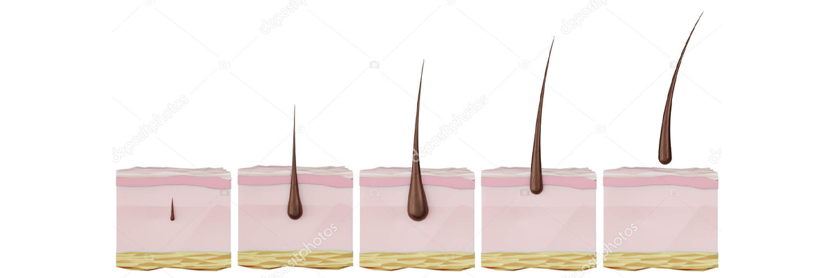 tissue engineering (hair follicle cloning) 1200x400