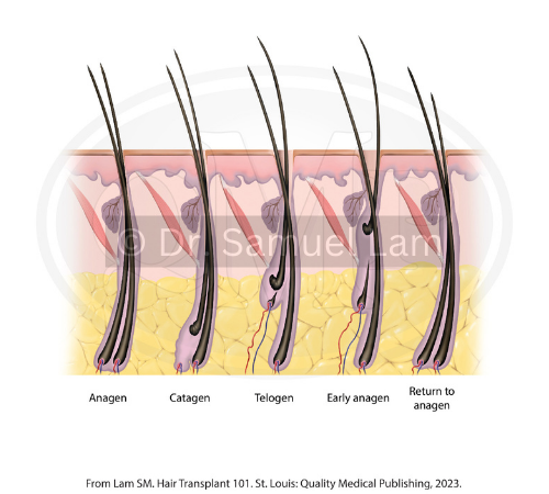 hair growth cycle phases