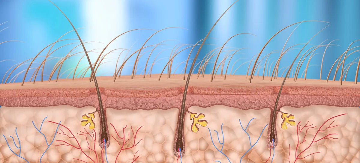 potential hair loss cures
