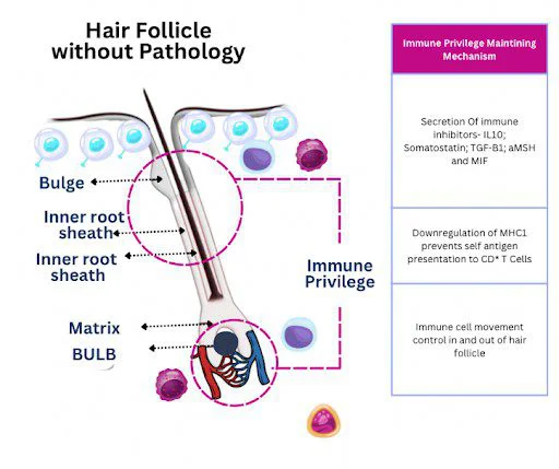 hair follicle without pathology
