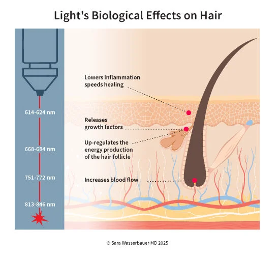 Biological effects of light on hair.